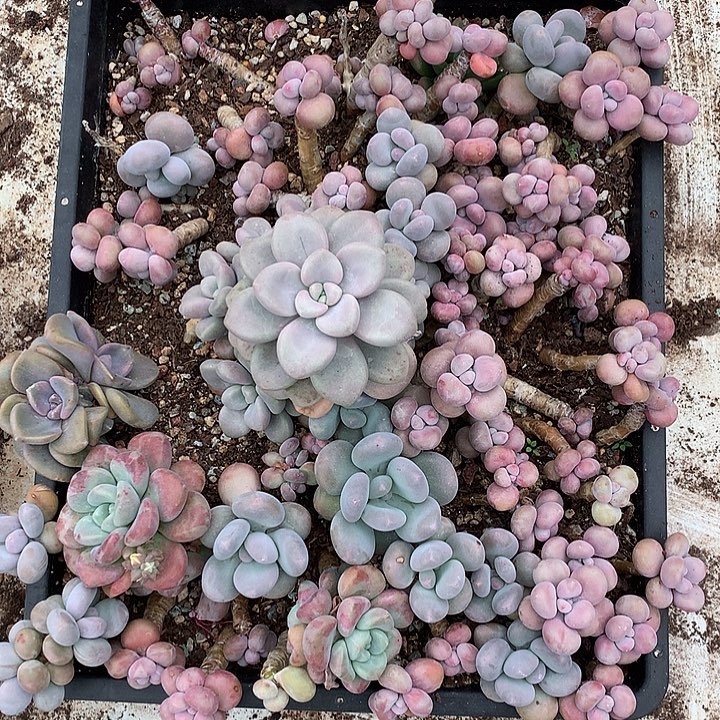 花***8兔对方回复回复好吃吧那就好