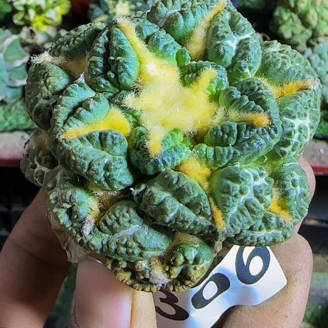 老龟甲306仙人球