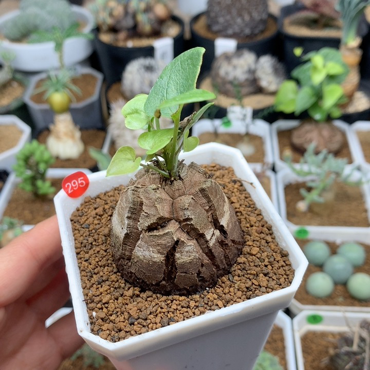 南非龟甲龙带盆4.1cm