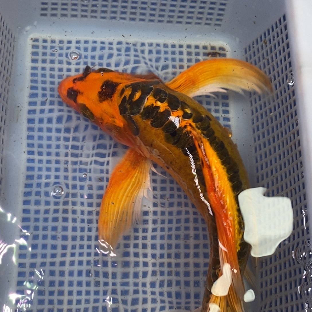 锦鲤冷水锦鲤包邮