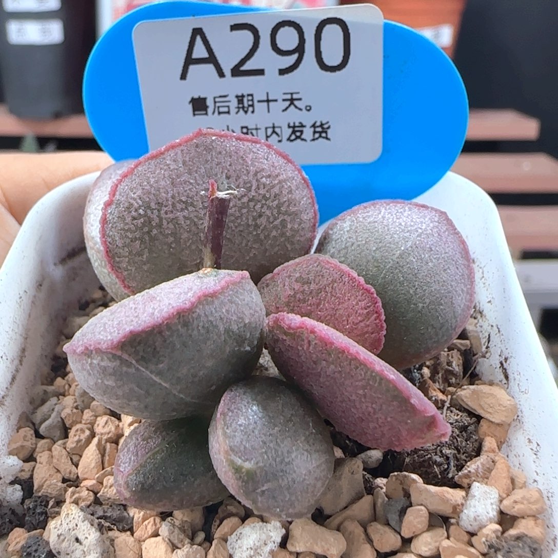 妖姬。      290。    