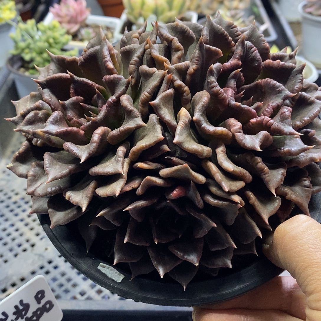 11173黑饺子皮多肉