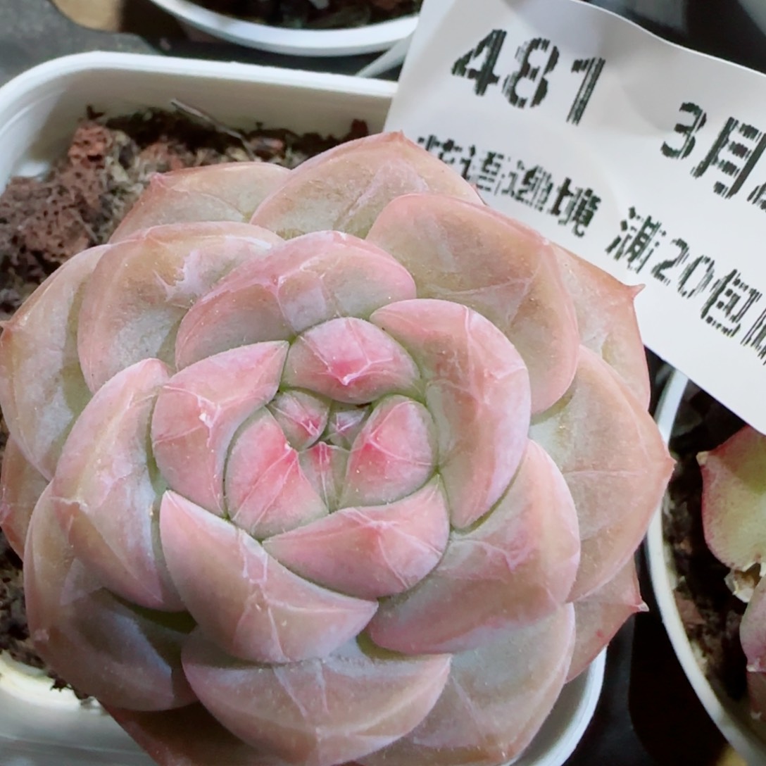 花语逸镜0327-481