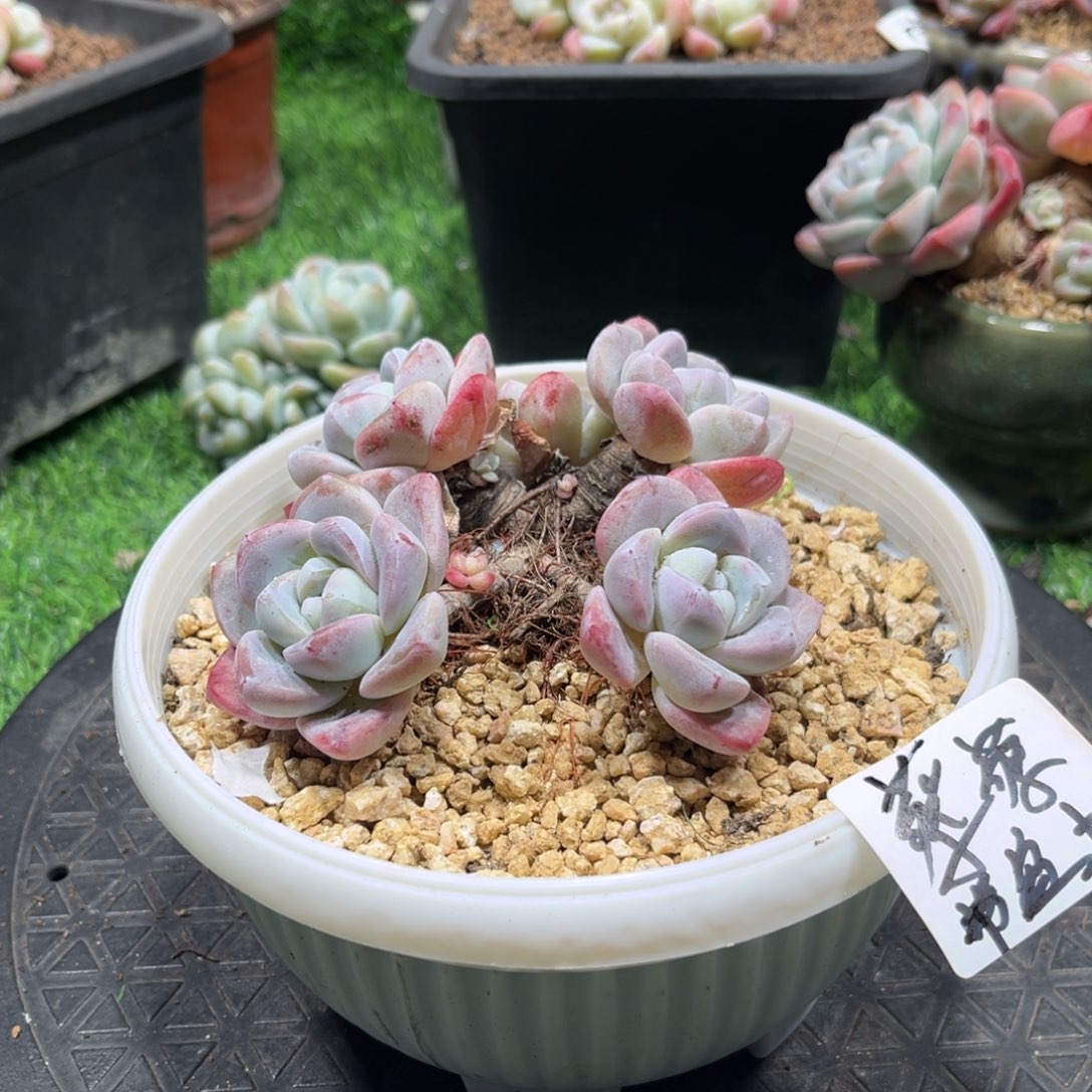 蔡蔡专拍冰玉老桩带盆土