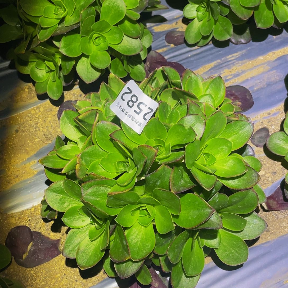 2528媚金玫瑰球多肉植物