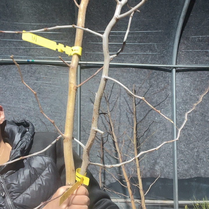 A***蜜罐龙潘一物一拍树