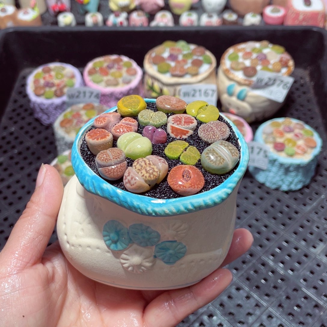 w2177 带盆土发货-零下地区拍保温箱