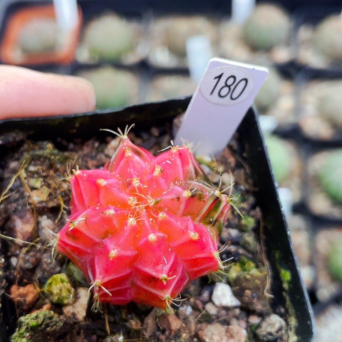 非偏远地区满25包邮仙人球