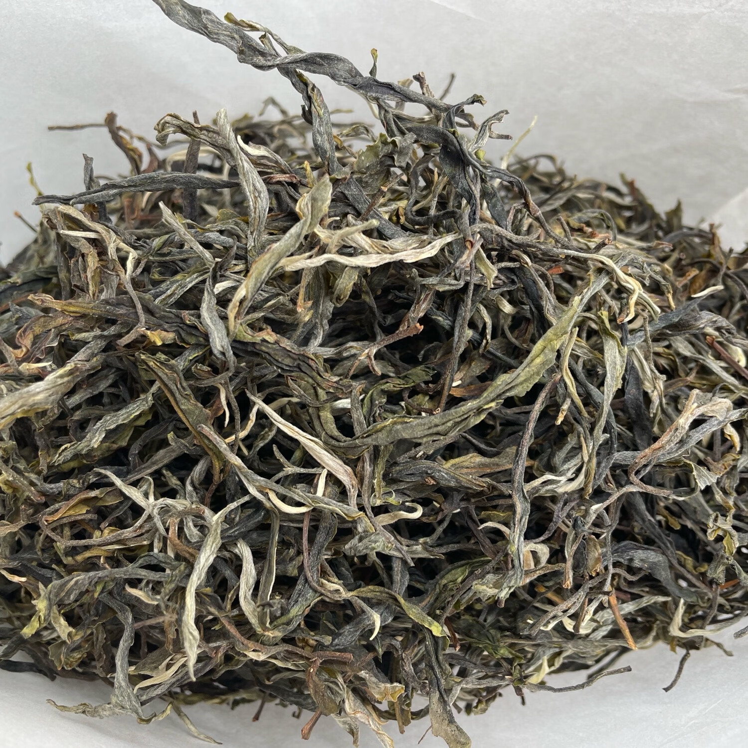 三棵树！绿水塘【公主树】800年单株！2025年头春头采！新号放漏！