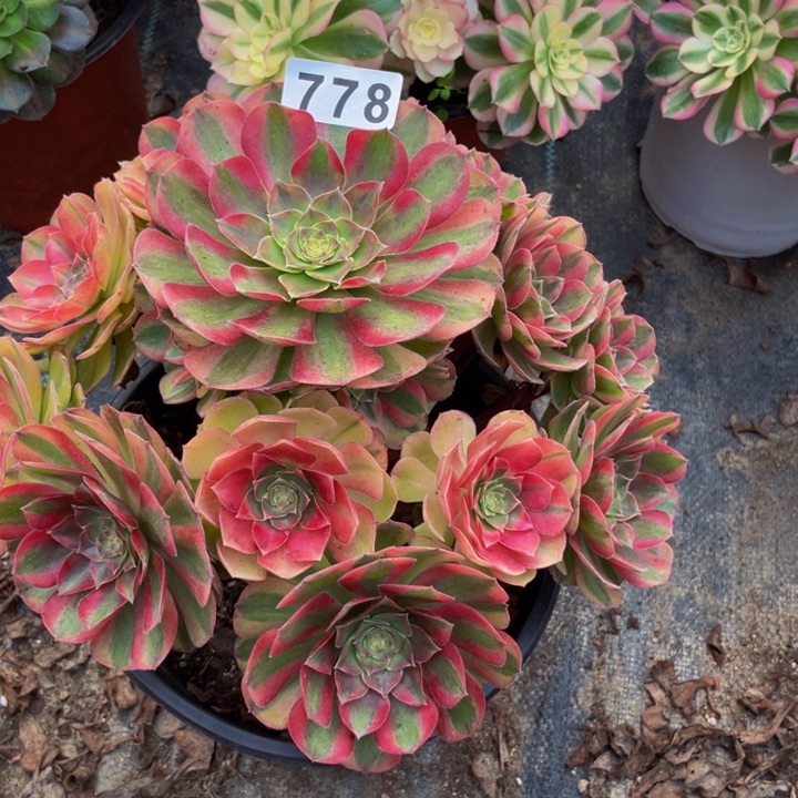 778老庄多肉法师雨荷