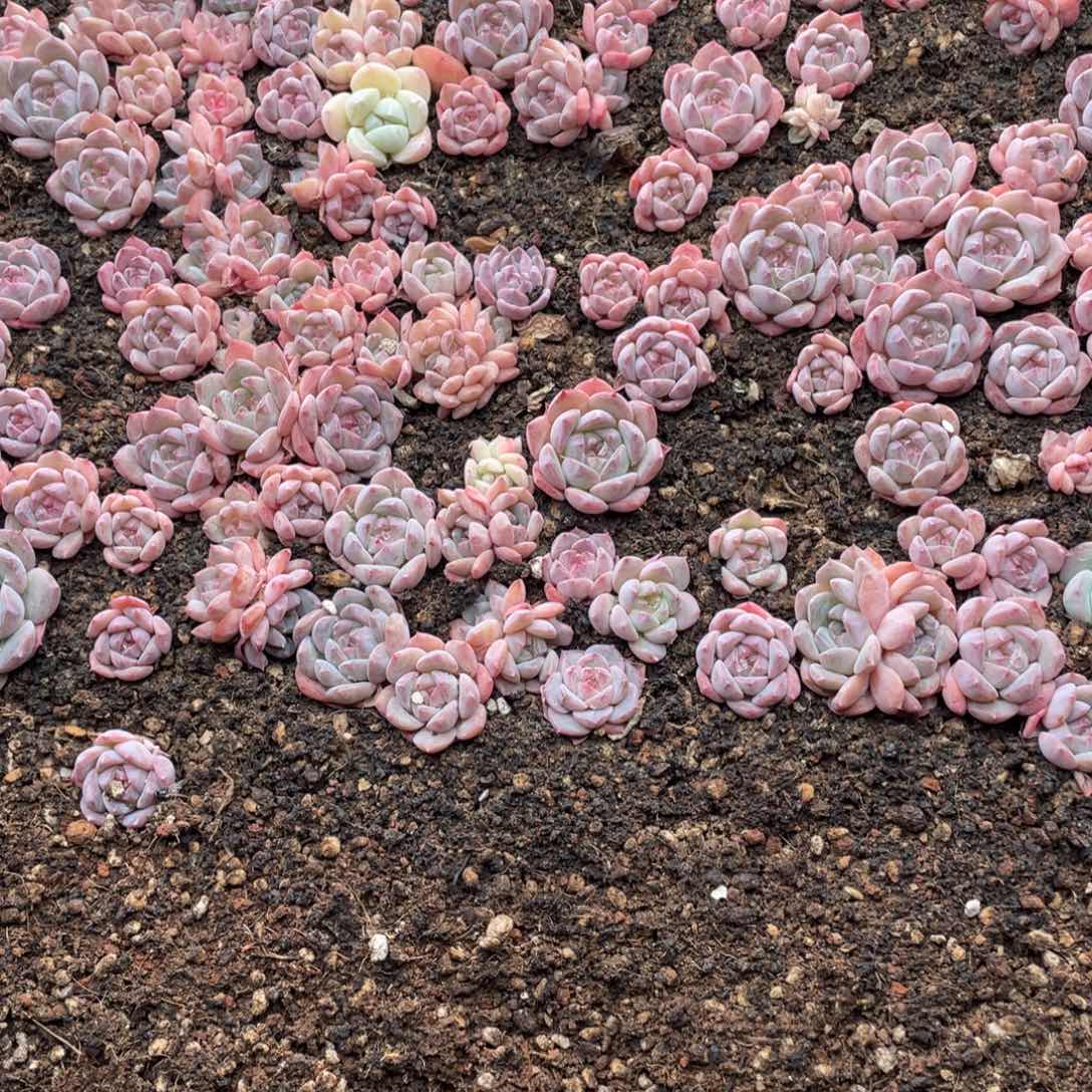 云糖心多肉植物325