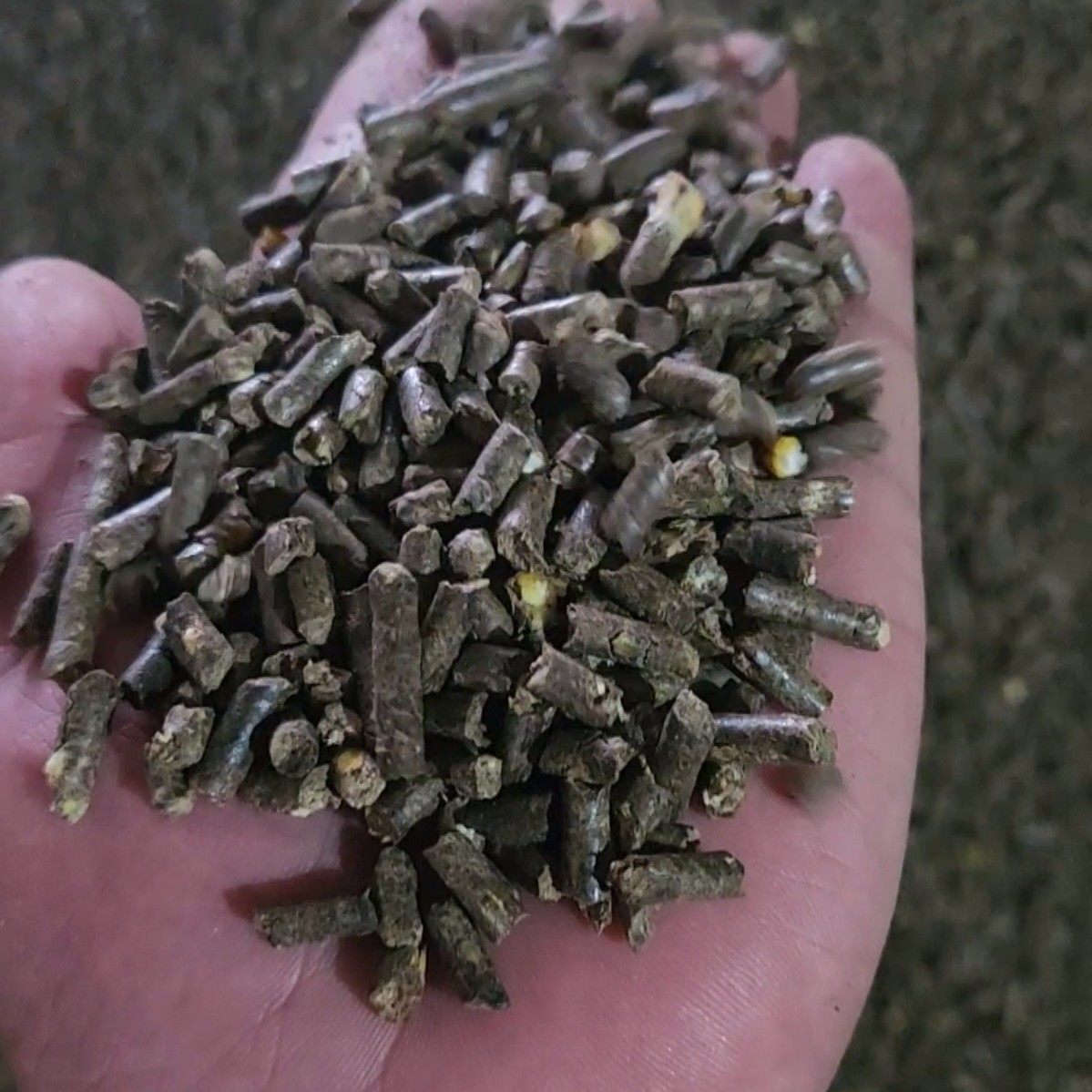 熟化玉米颗粒  适合鸡鸭鹅牛羊