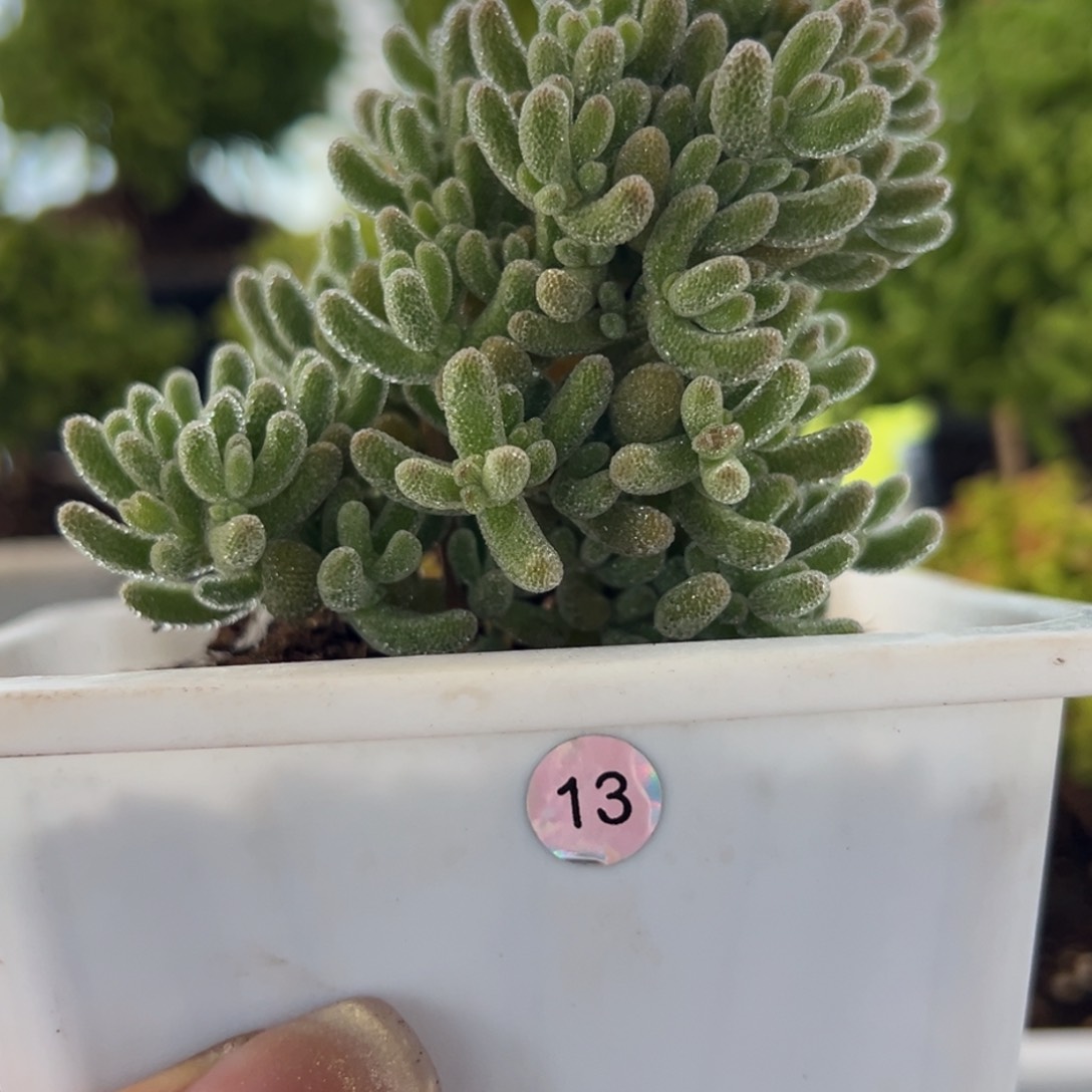 13号松鼠冰晶枝干番杏