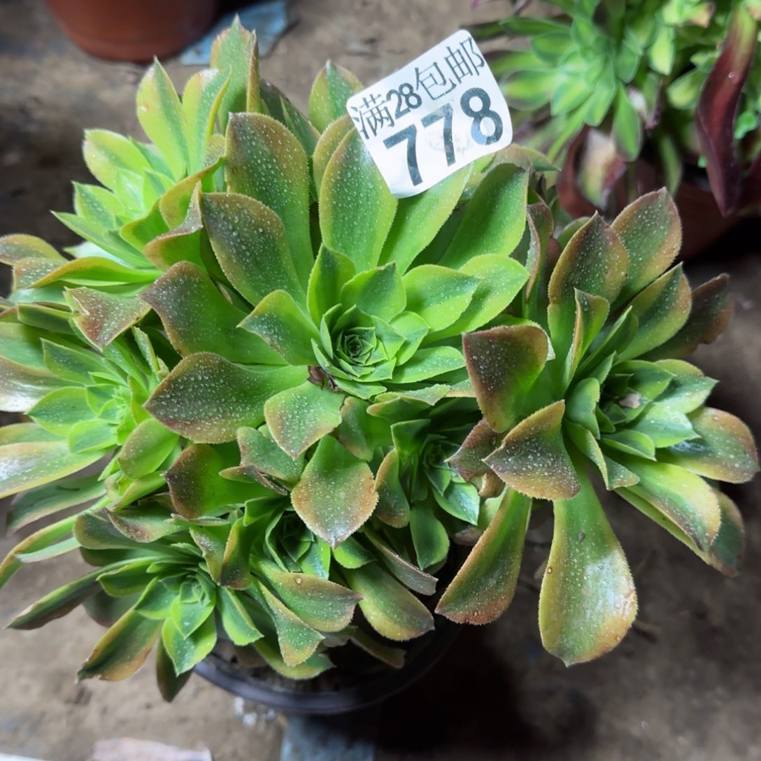 青檬多肉778满28包邮断枝不包