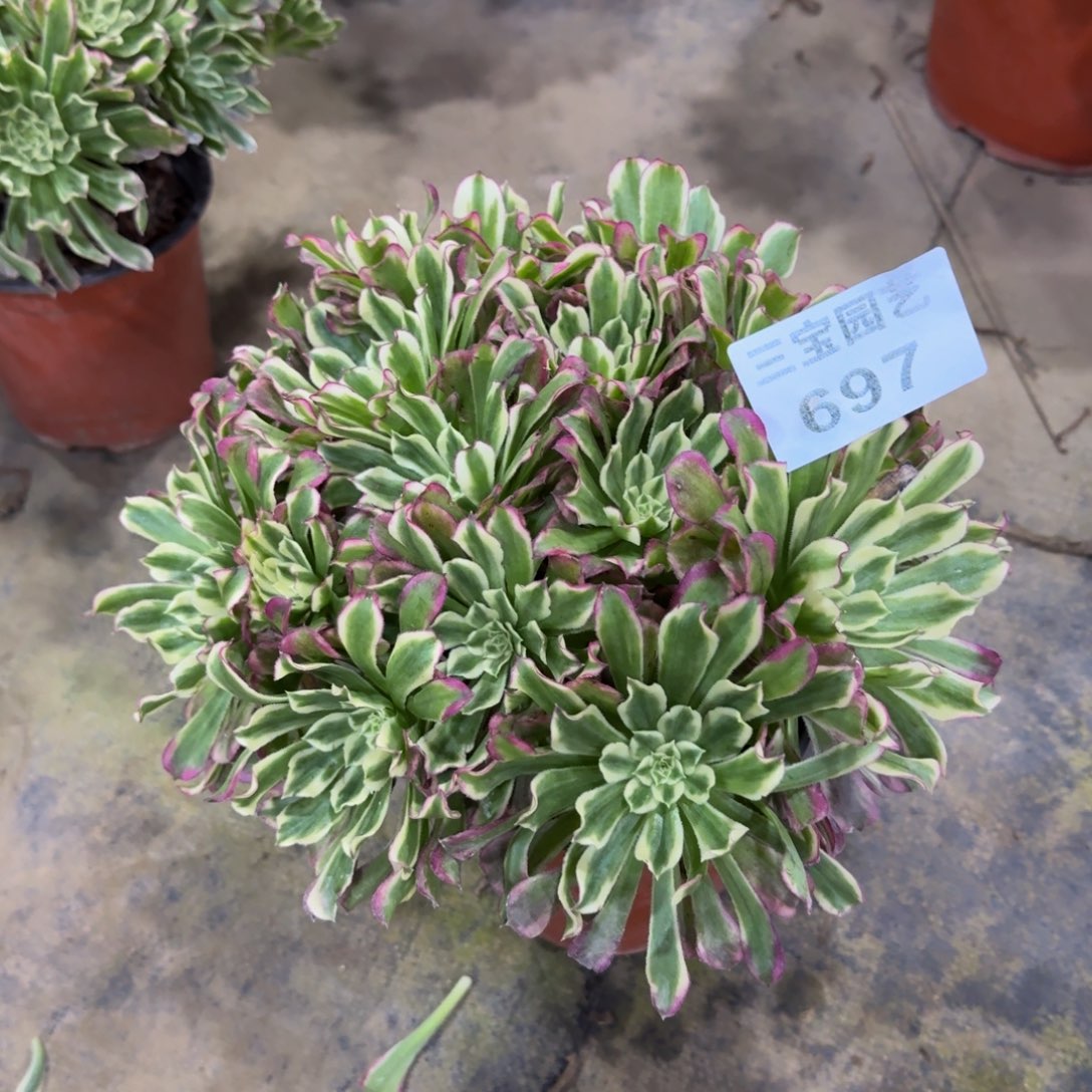 多肉植物697水木年华