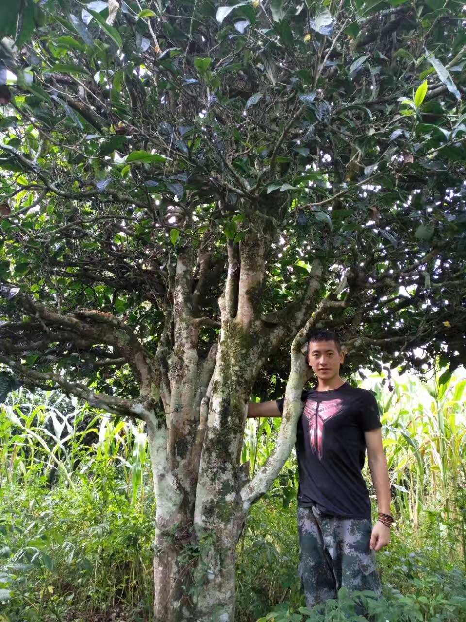 观沧号大鱼制茶2025年【单株古树】普洱生茶50克股东分红