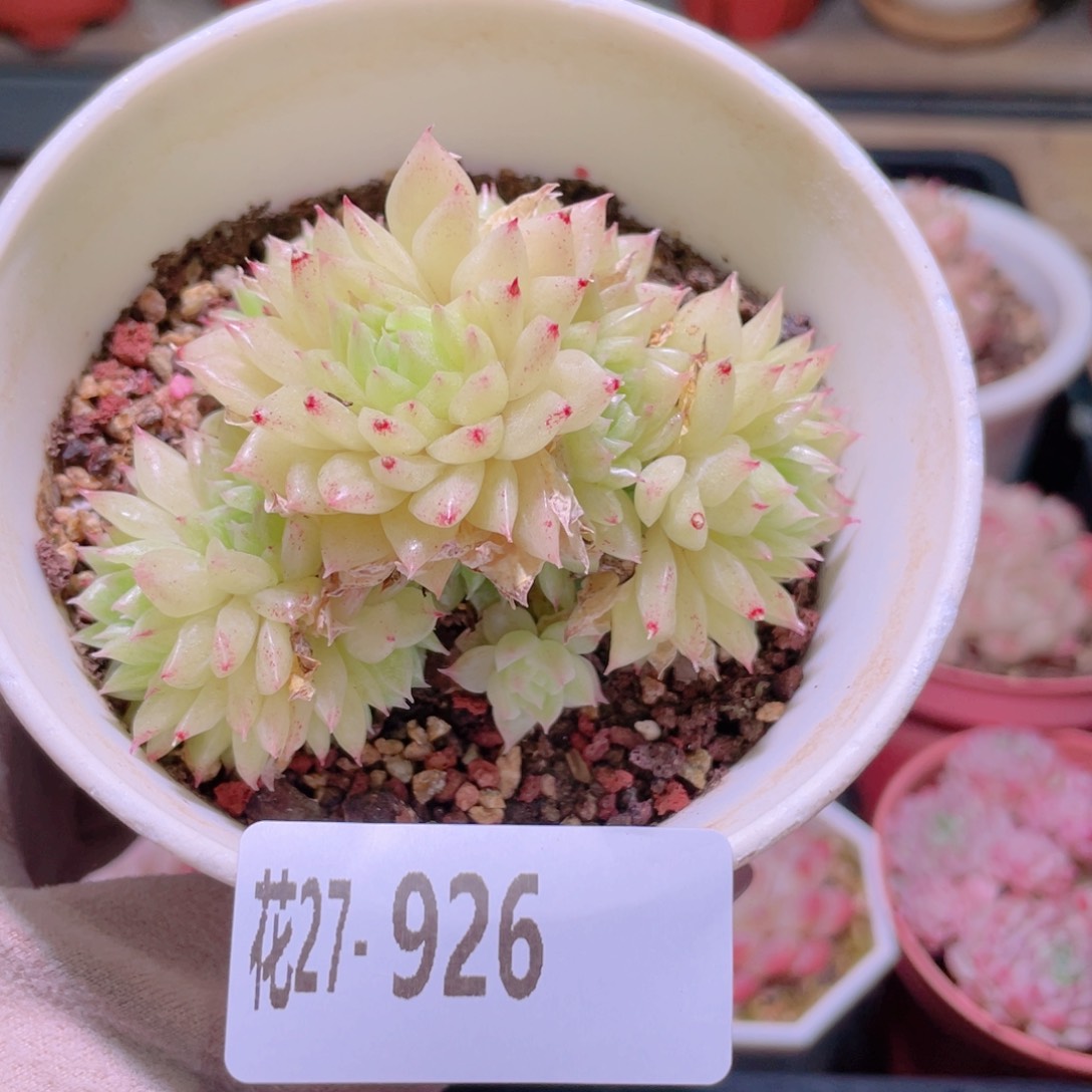 花利美27-926麦秆