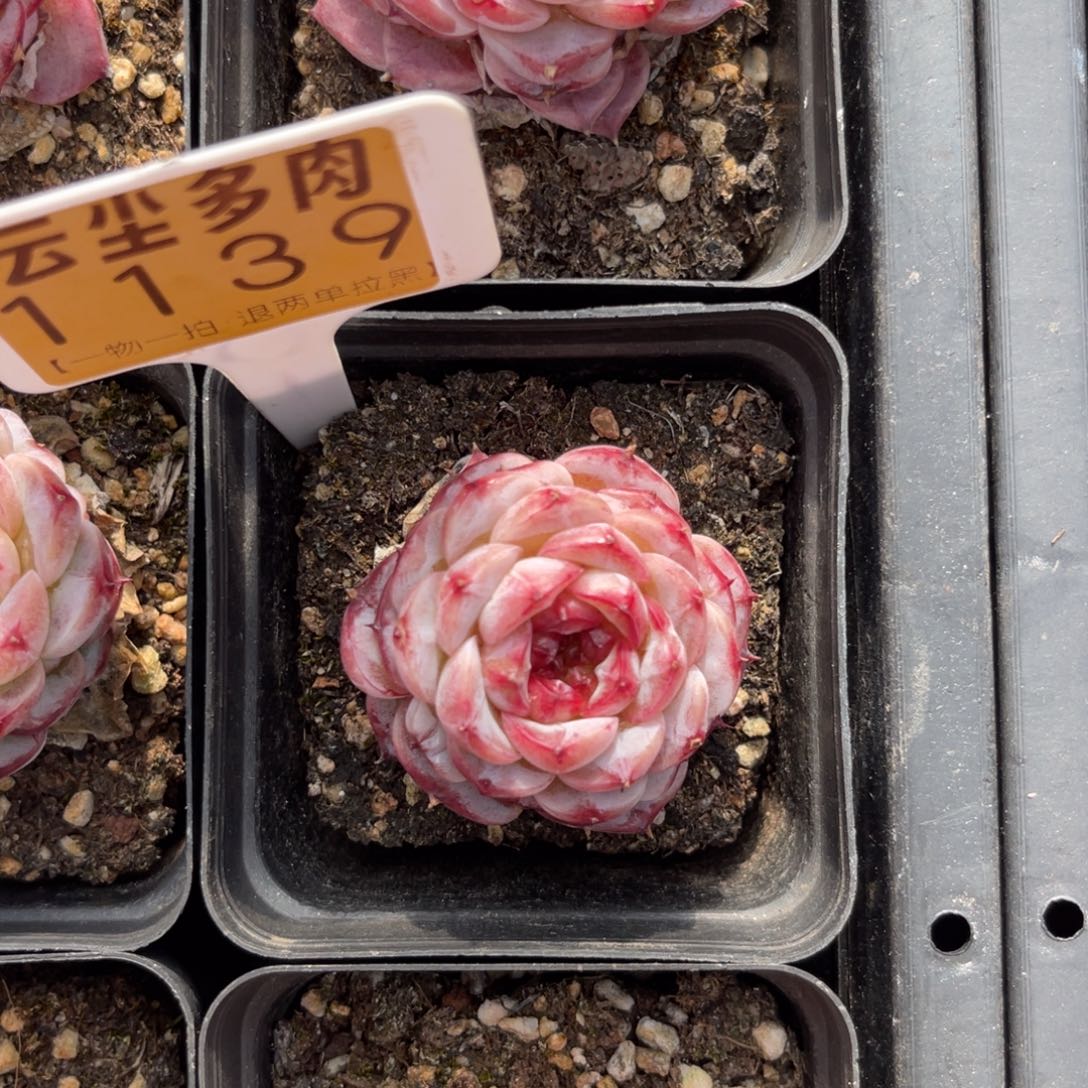 云尘多肉一物一拍1139