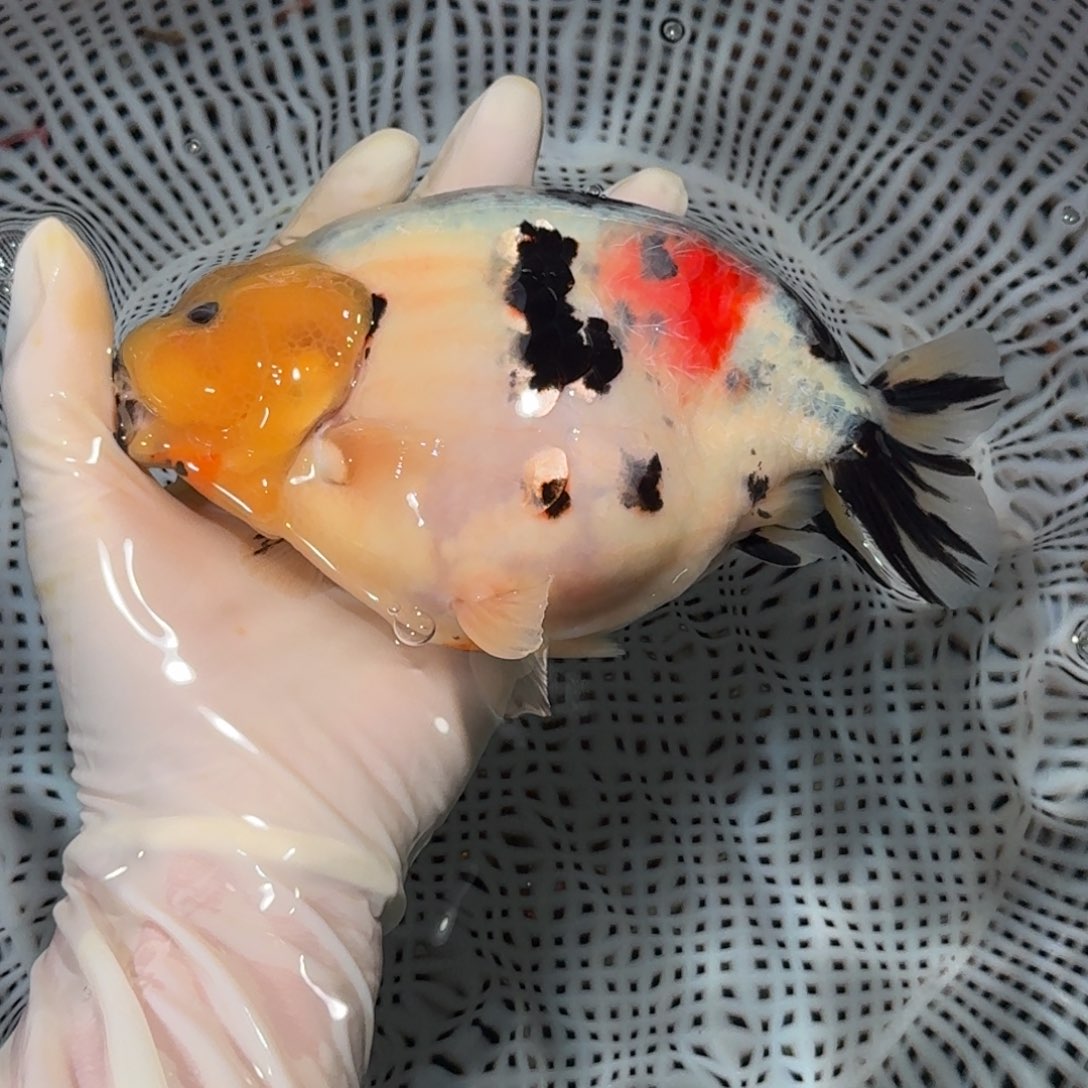 金鱼精品高货兰寿