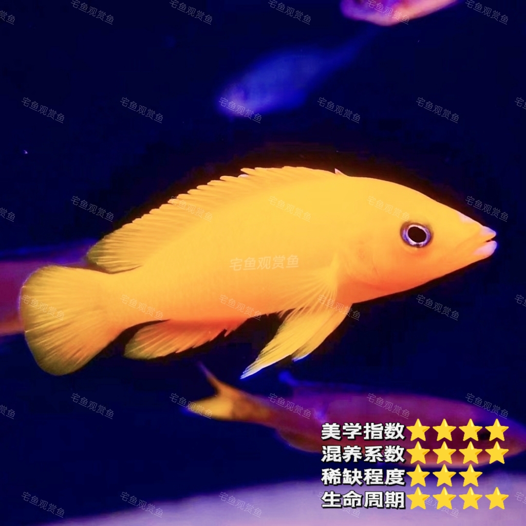 宅鱼精品柠檬天堂鸟 黄金天堂鸟卷贝淡水热带鱼观赏鱼三湖慈鲷鱼