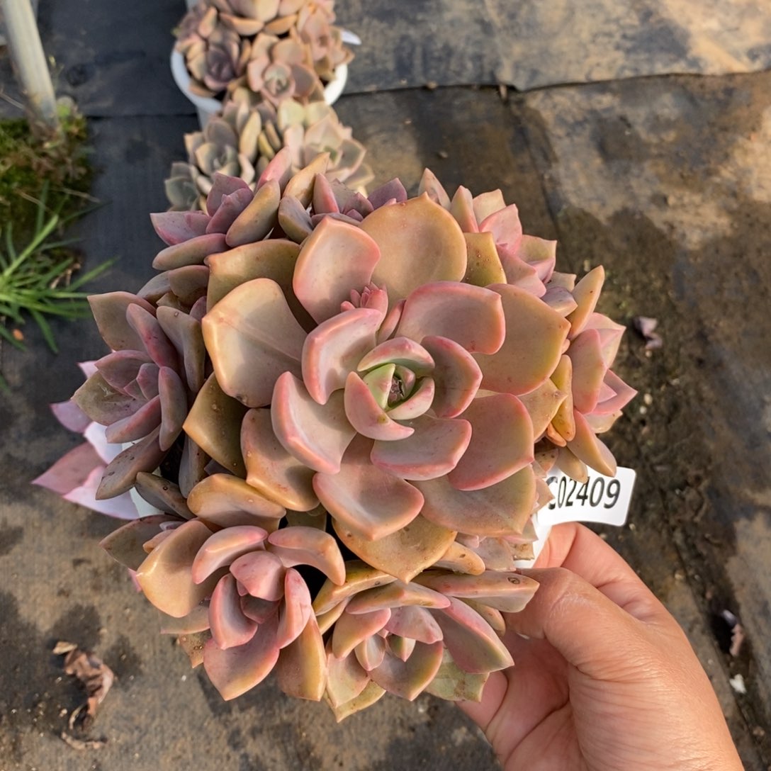  2409彩虹糖一物一拍