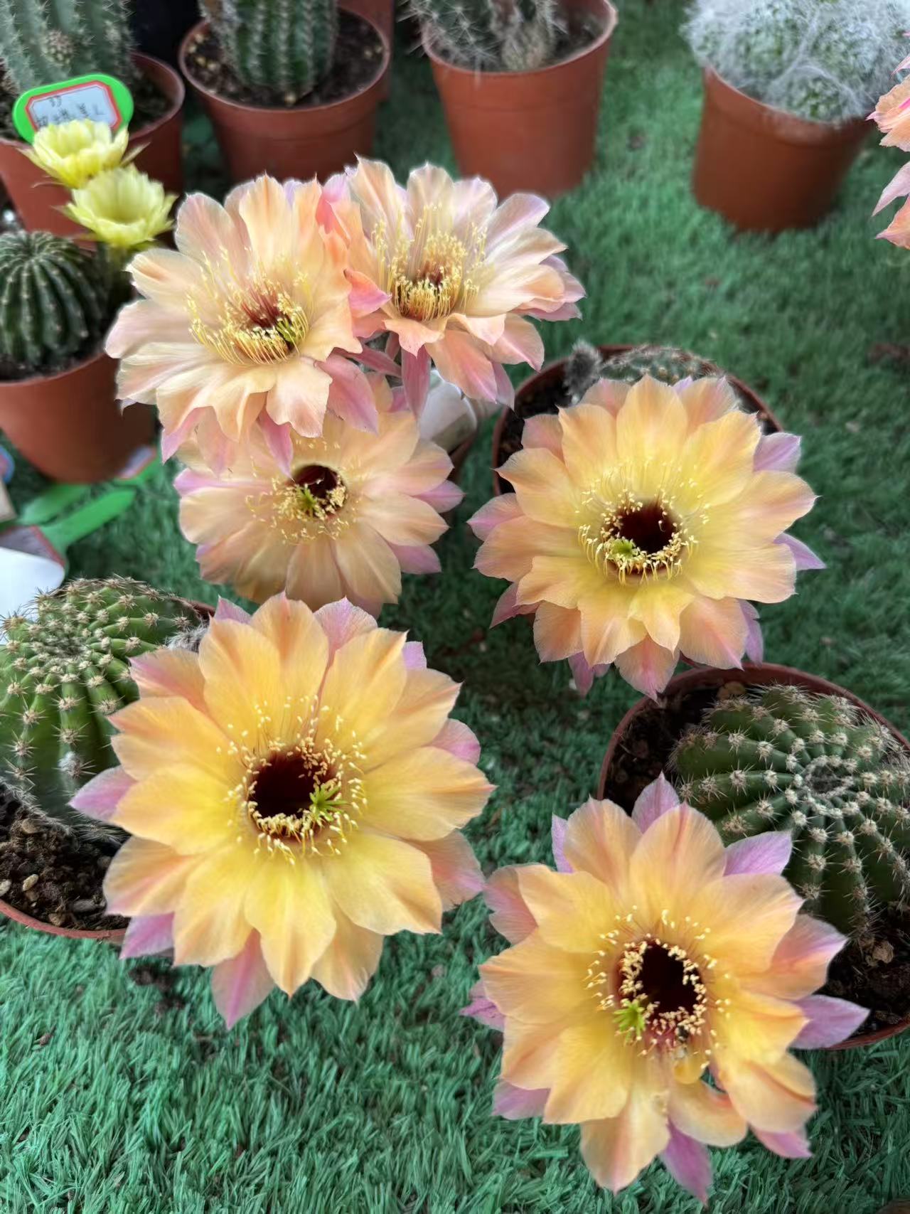 彩，CC201，环境不同，花色花型，颜色深浅不同，属于正常，介意勿拍！