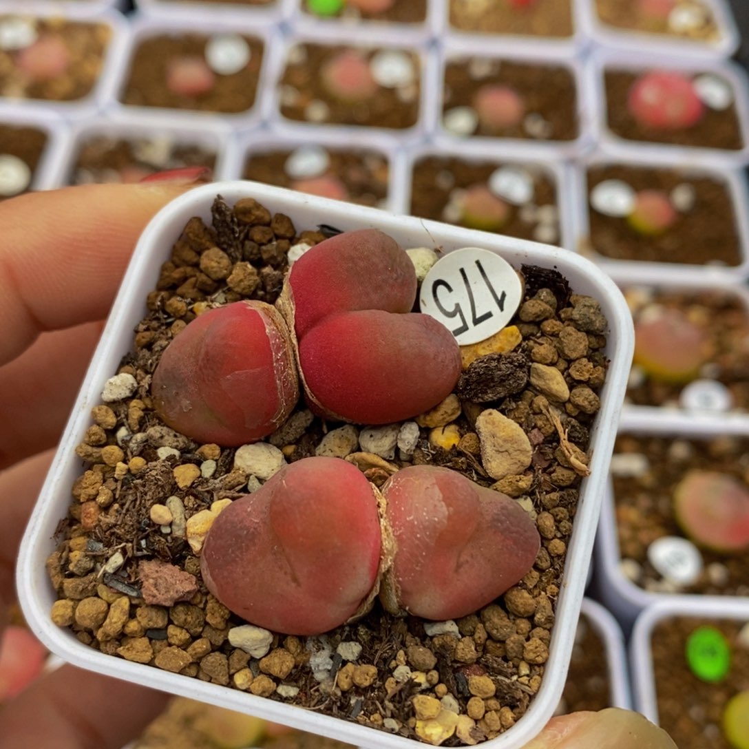 双头两颗（多肉植物