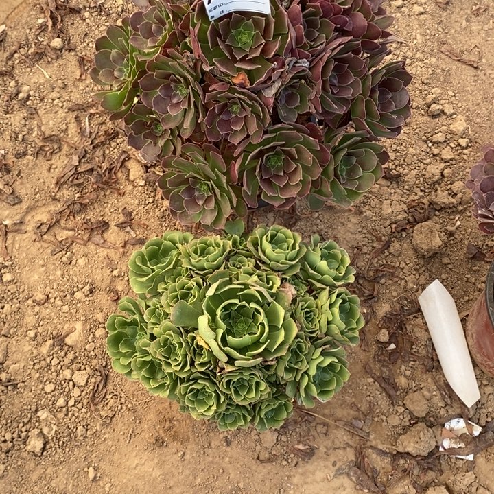 完全开放582组合套餐多肉植物