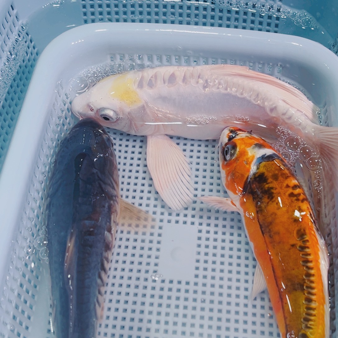 锦鲤锦鲤冷水鱼观赏606