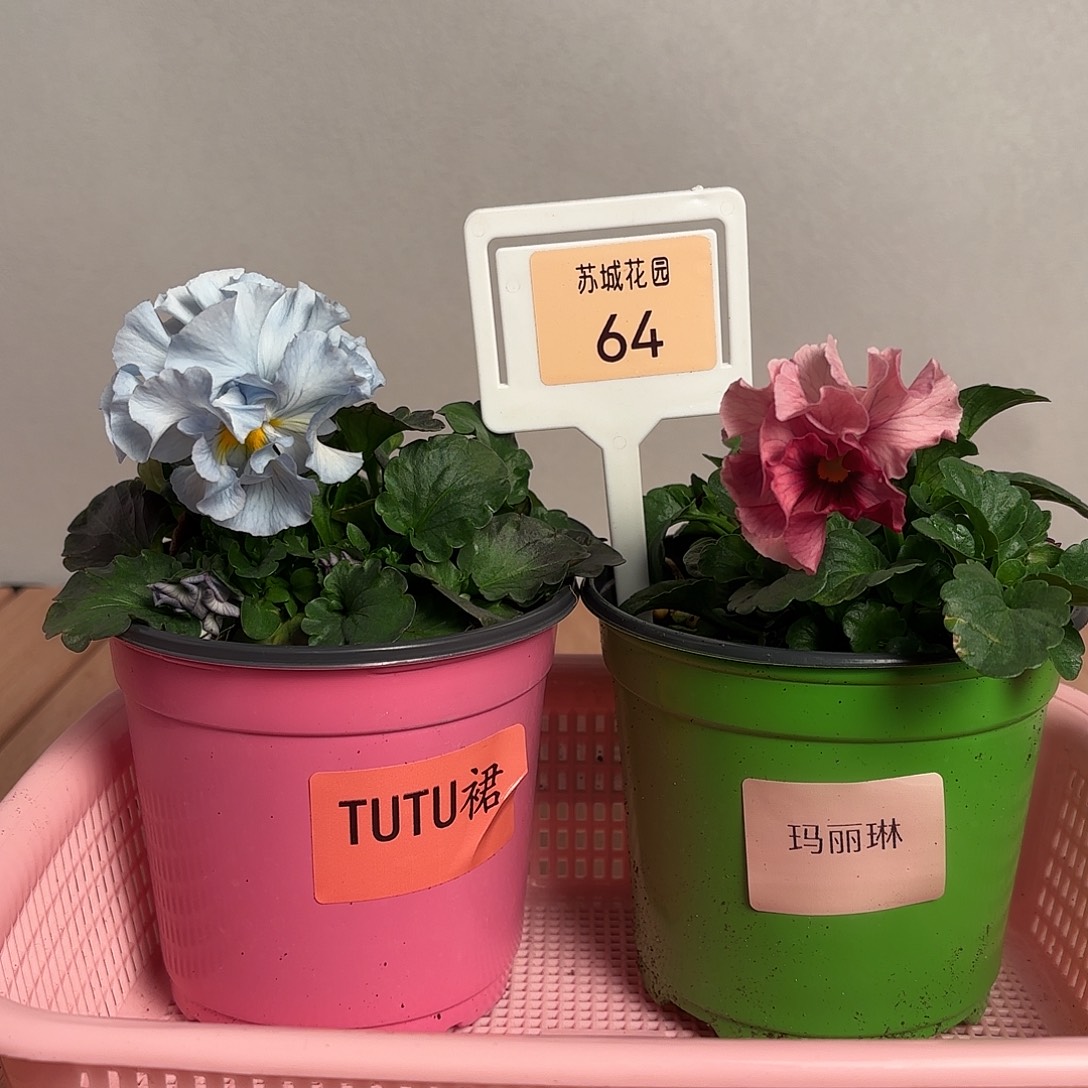 大部分开放少量花苞64