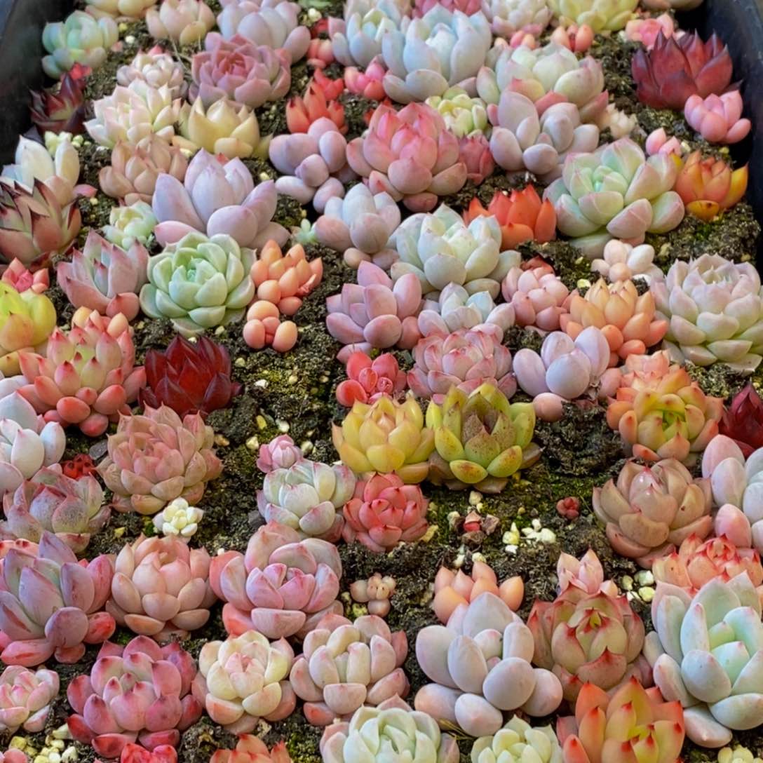 w*572多肉植物保护研究所所长助理研究员