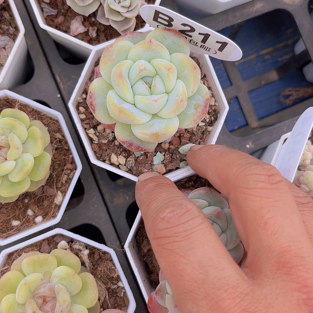 B211冰玉杂交冰魄一物一拍