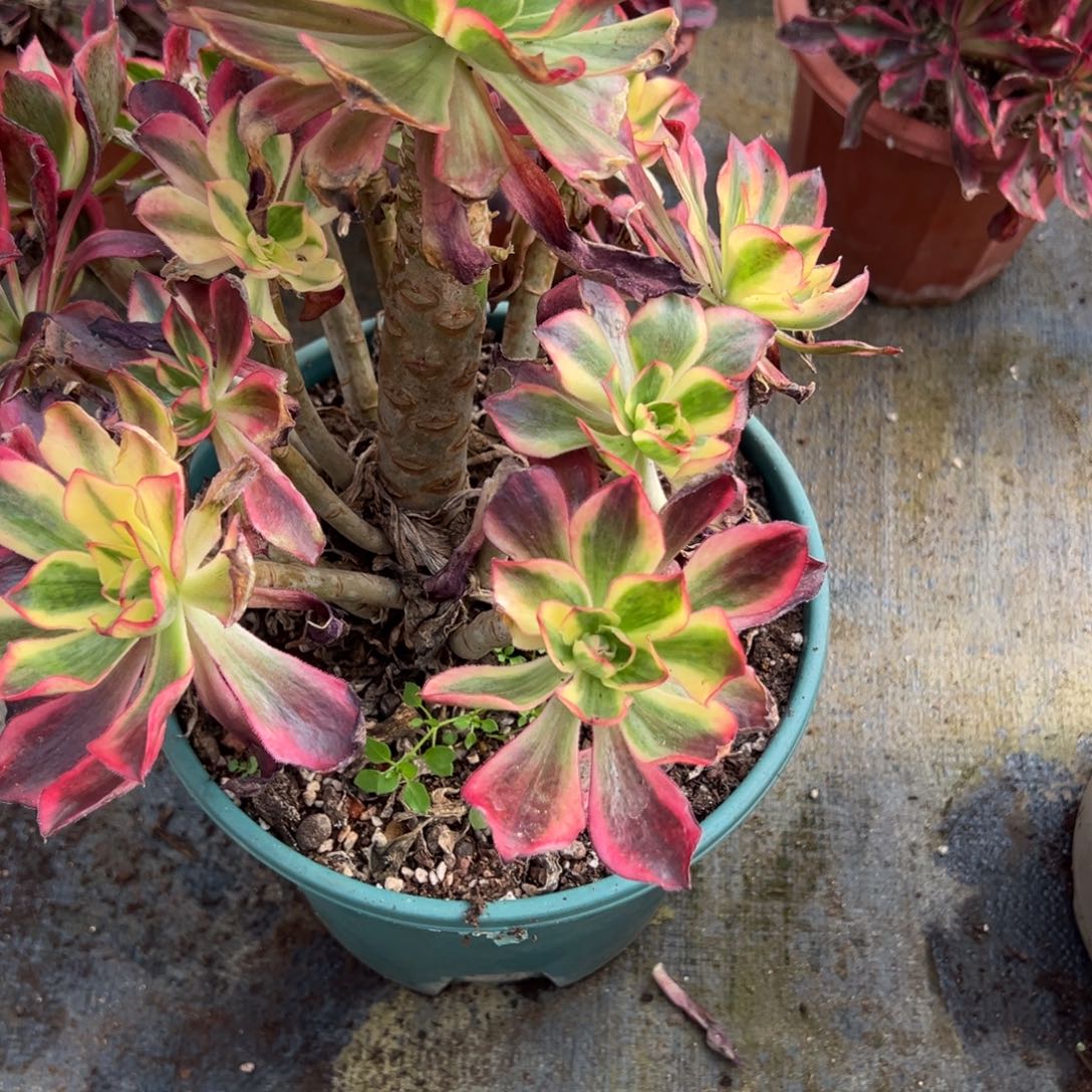 124魅影有微瑕多肉多肉