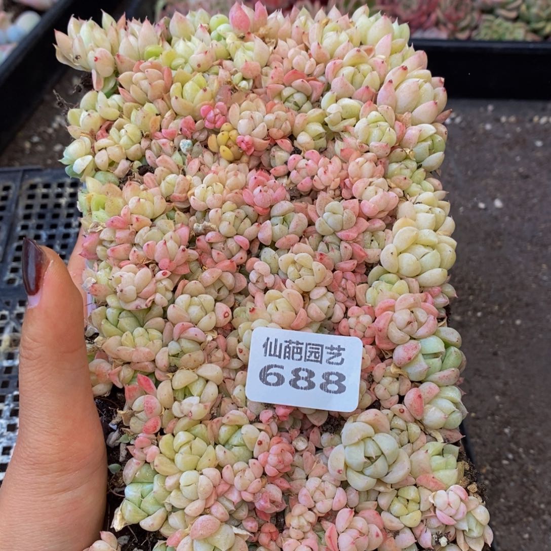 688多肉植物保护研究所所长