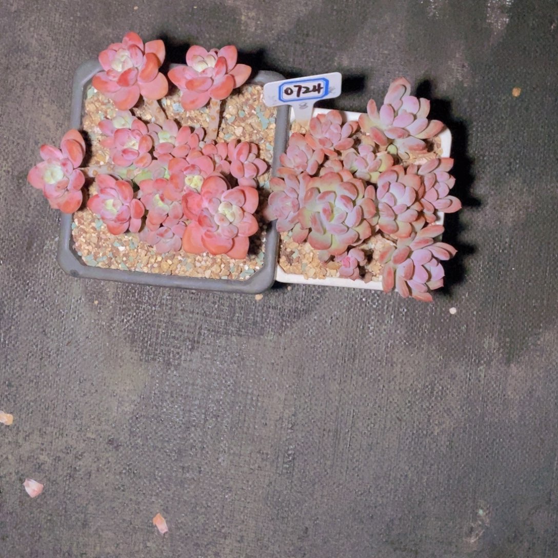 *****0724两颗一组修根
