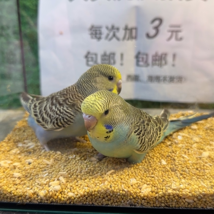 虎皮鹦鹉大头虎皮鹦鹉