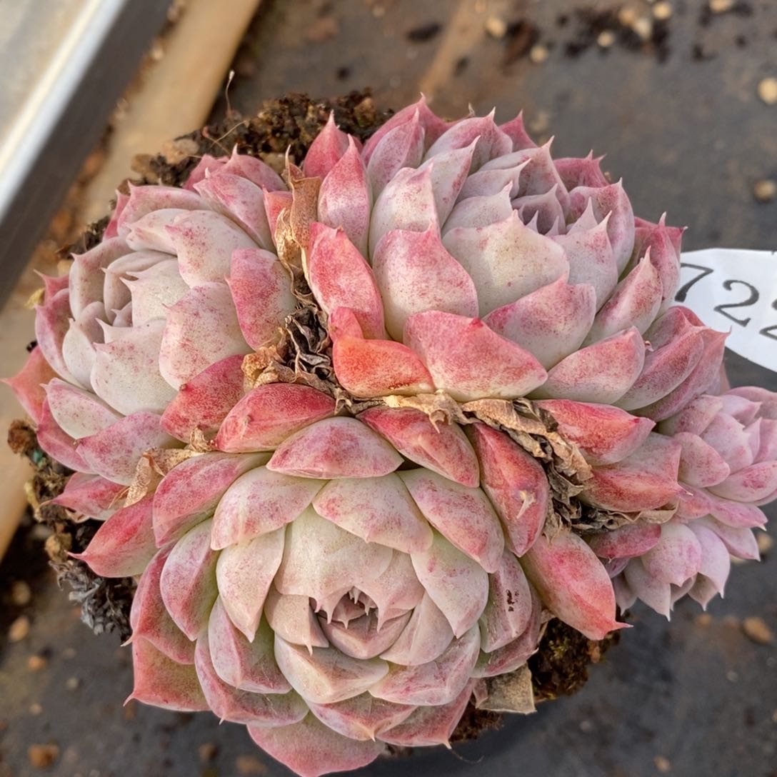 7224杂交多肉老桩