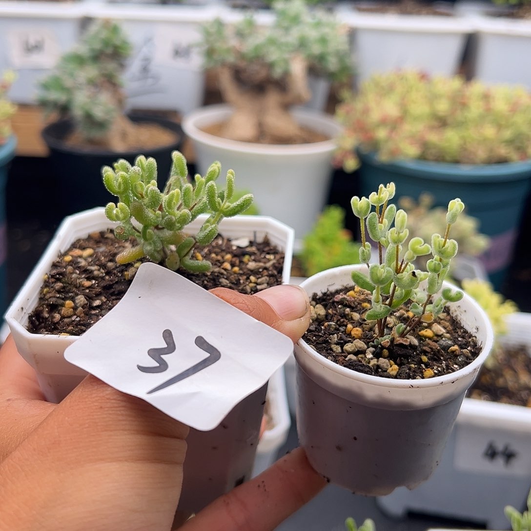 懒**名37号2颗月曲➕冰糖锦5.24多肉