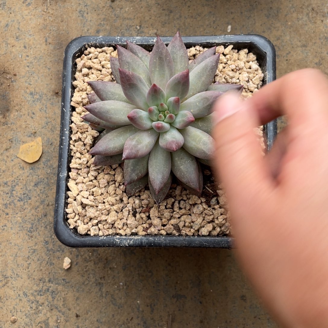 多肉植物的生长发育和生长