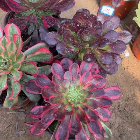 645多肉植物组合