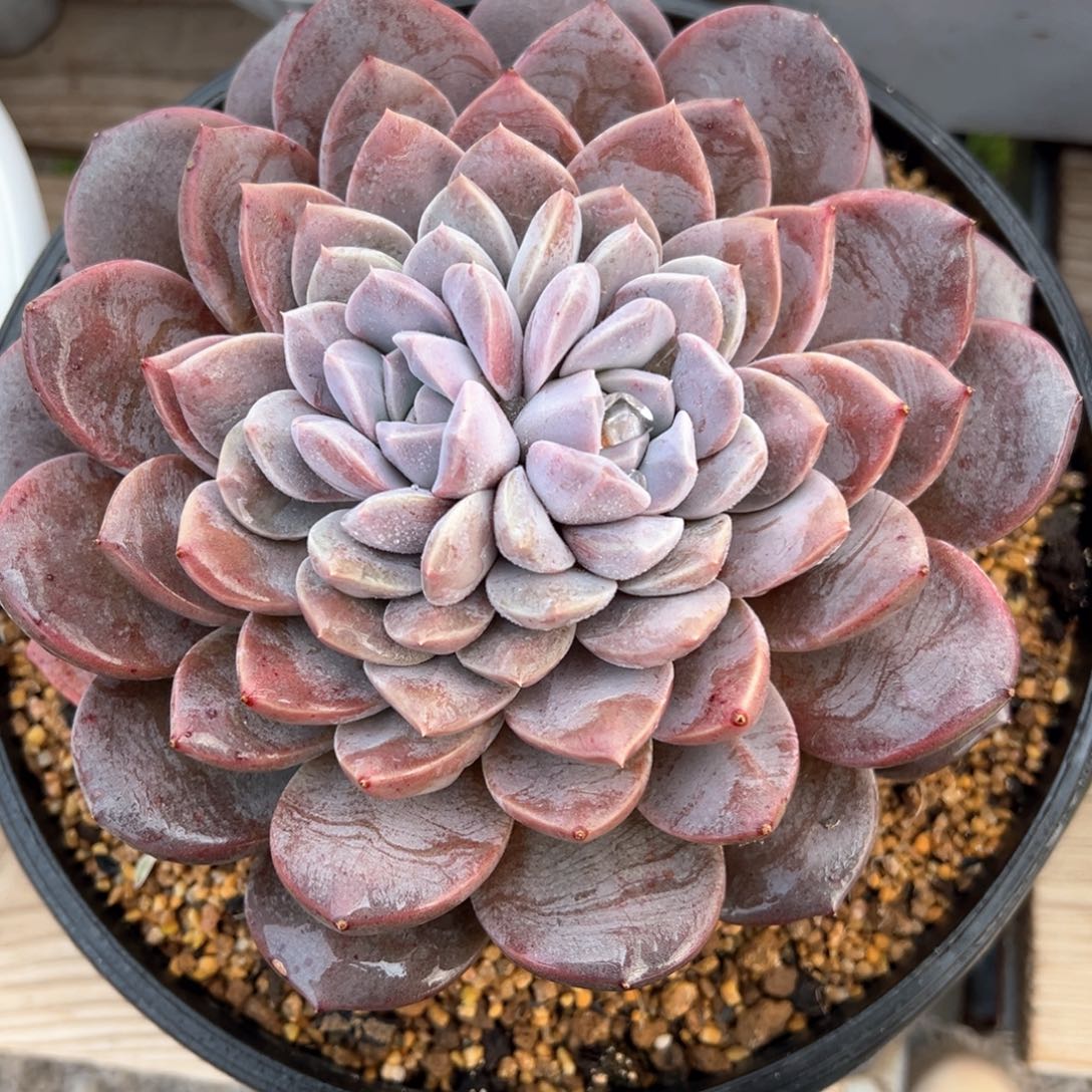 新品双心多肉植物