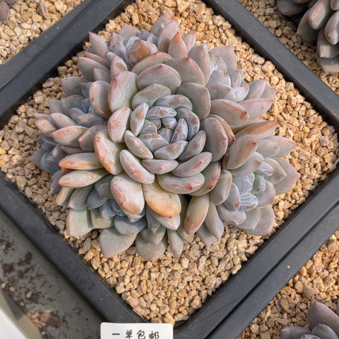 芳*0906-22-梦露，。，，。