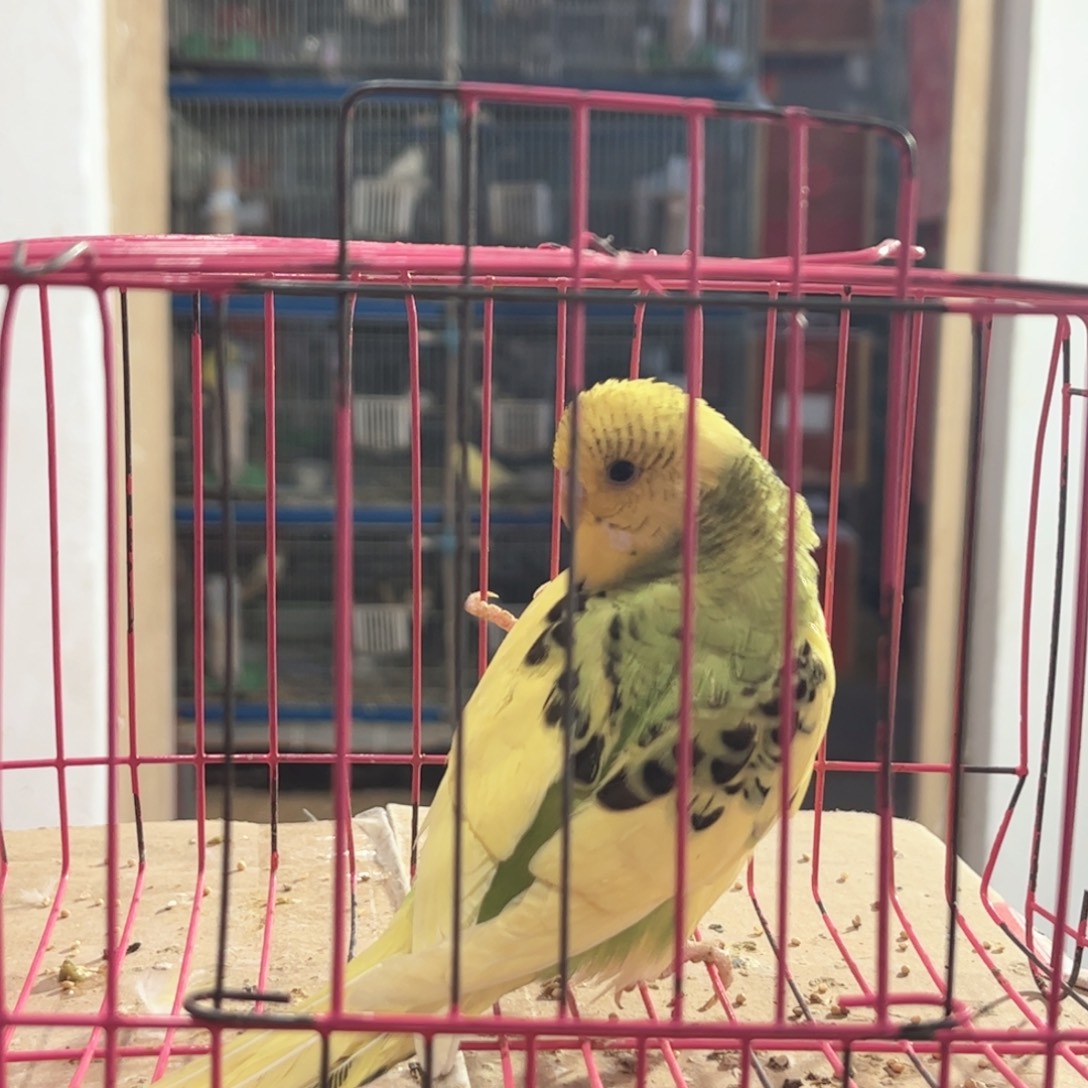 虎皮鹦鹉我的小姐姐