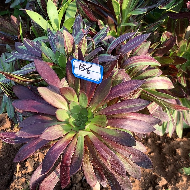 水墨丹青多肉138