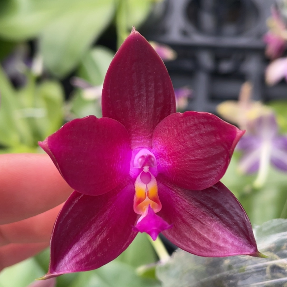 完全开放2.5盲盒，浓香