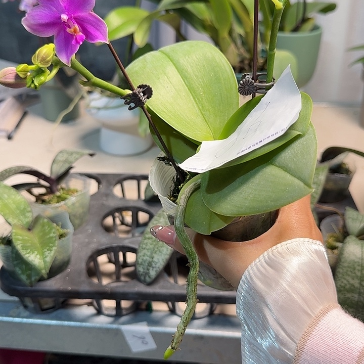 辻***弌大部分开放少量花苞06