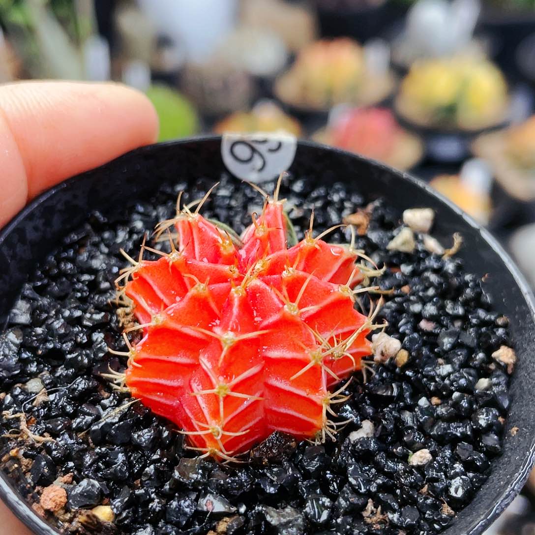 非偏远地区25包邮仙人球