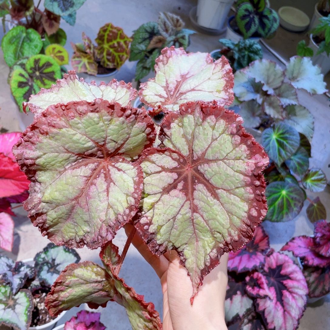 无花朵梦幻独角兽