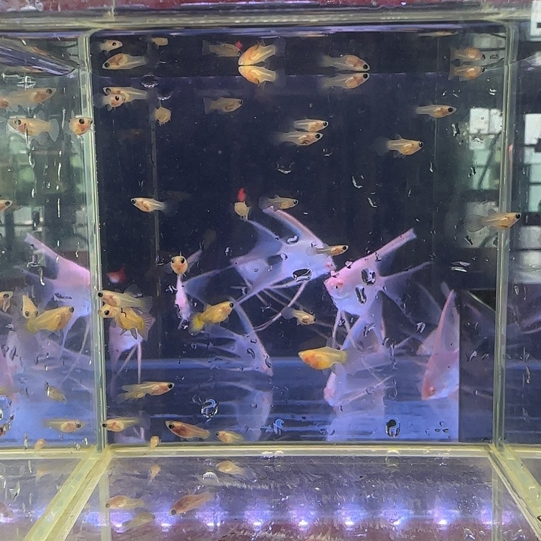 孔雀鱼清缸黄金小苗子25条送5条随机