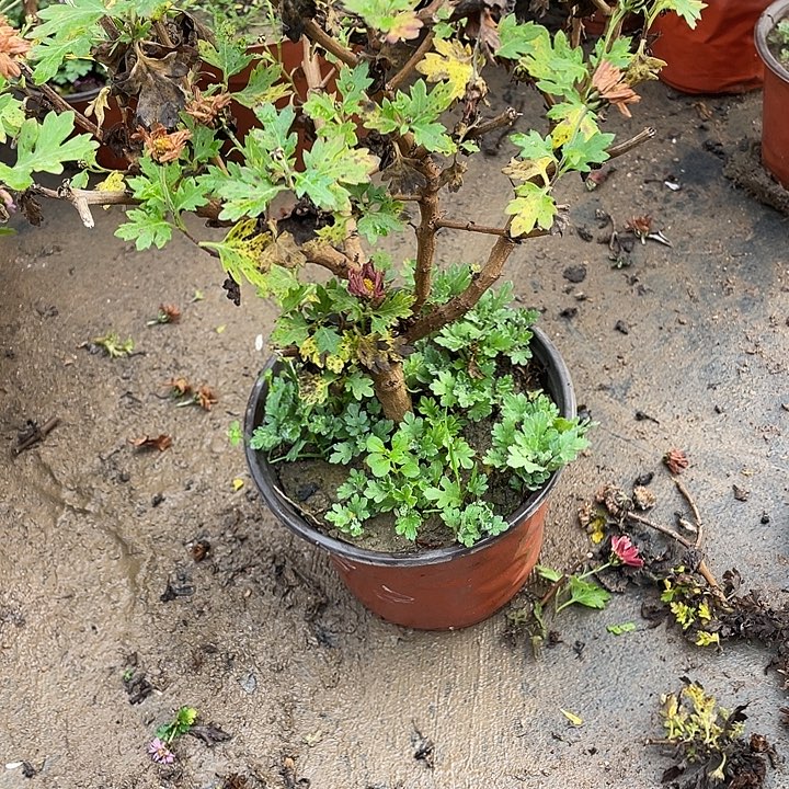 魏***完全开放30菊花菊花家斤斤计较火鸡